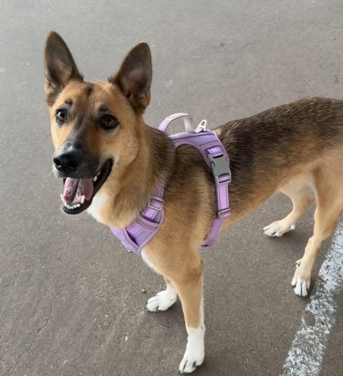 BARKBAY No Pull Dog Harness Large Reflective Dog Harness with Front Clip and Easy Control Handle for Walking Training Running with ID tag Pocket(Pink,L) customer photo 2