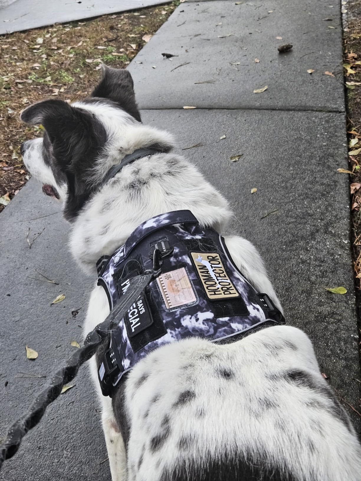 Auroth Tactical Dog Harness for Large Dogs No Pull Adjustable Pet Harness Reflective K9 Working Training Easy Control Pet Vest Military Service Dog Harnesses Army Yellow L customer photo 1