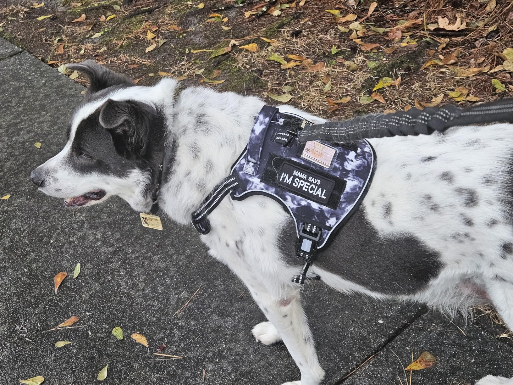 Auroth Tactical Dog Harness for Large Dogs No Pull Adjustable Pet Harness Reflective K9 Working Training Easy Control Pet Vest Military Service Dog Harnesses Army Yellow L customer photo 2