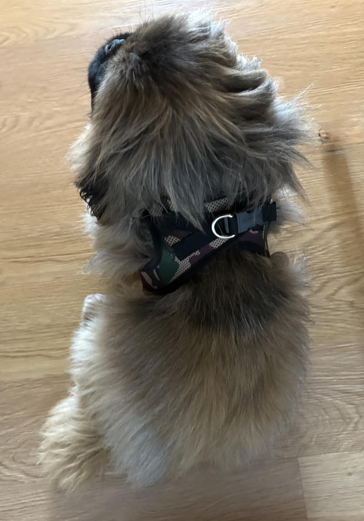 Best Pet Supplies Voyager Step-in Air Harness - All Weather Mesh, Reflective, No Pull Harness for Dogs, Cats - Secure with Hook & Loop Fastener, Buckle, Double D-Rings - Fuchsia, S customer photo 2