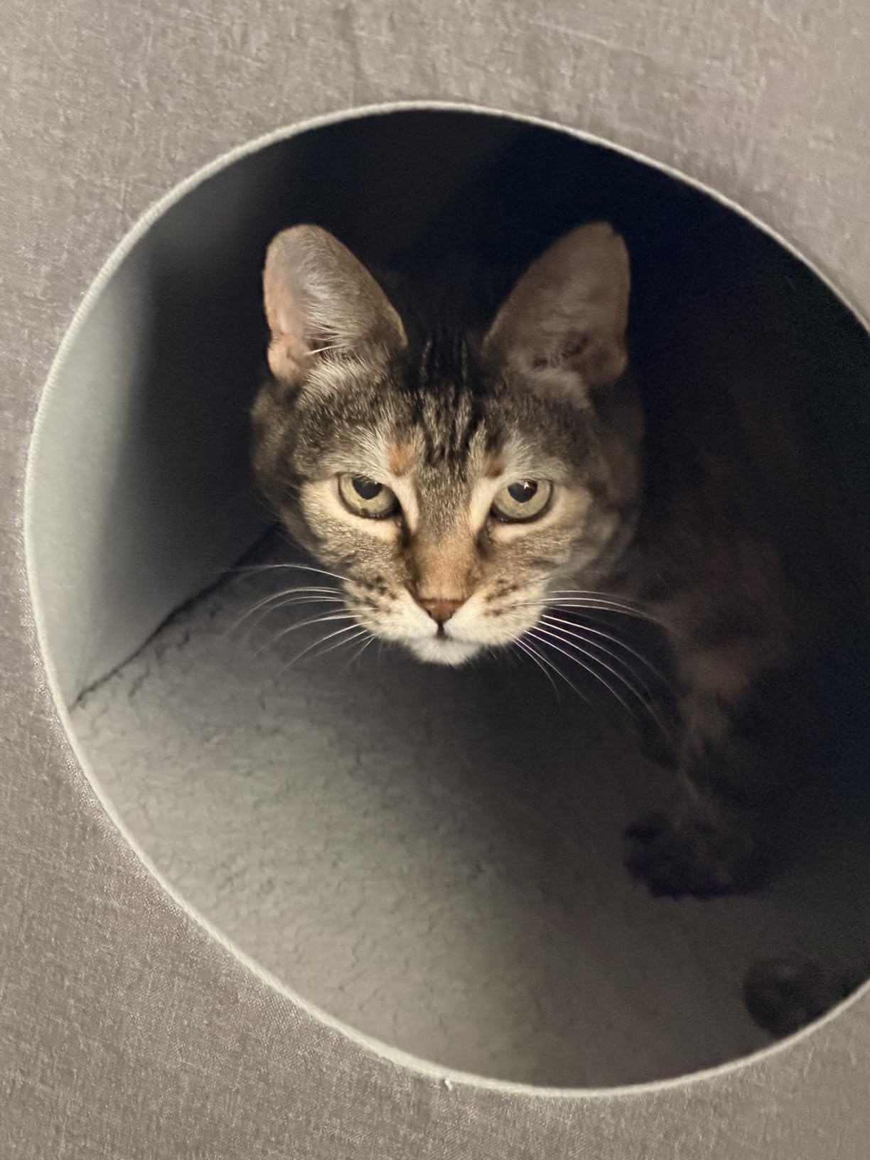 Kitty City Indoor Cat Cube Furniture, Gray Cube customer photo 1