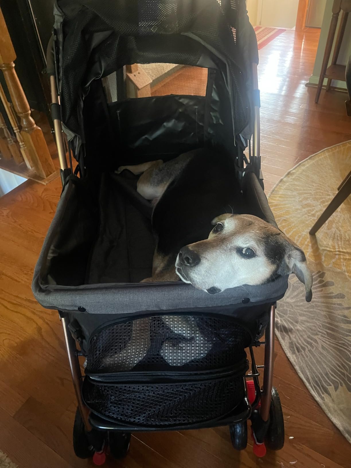 HPZ Pet Rover XL Extra-Long Premium Heavy Duty Dog/Cat/Pet Stroller Travel Carriage for Small, Medium, Large Pets (Taupe 2nd-Gen) customer photo 2