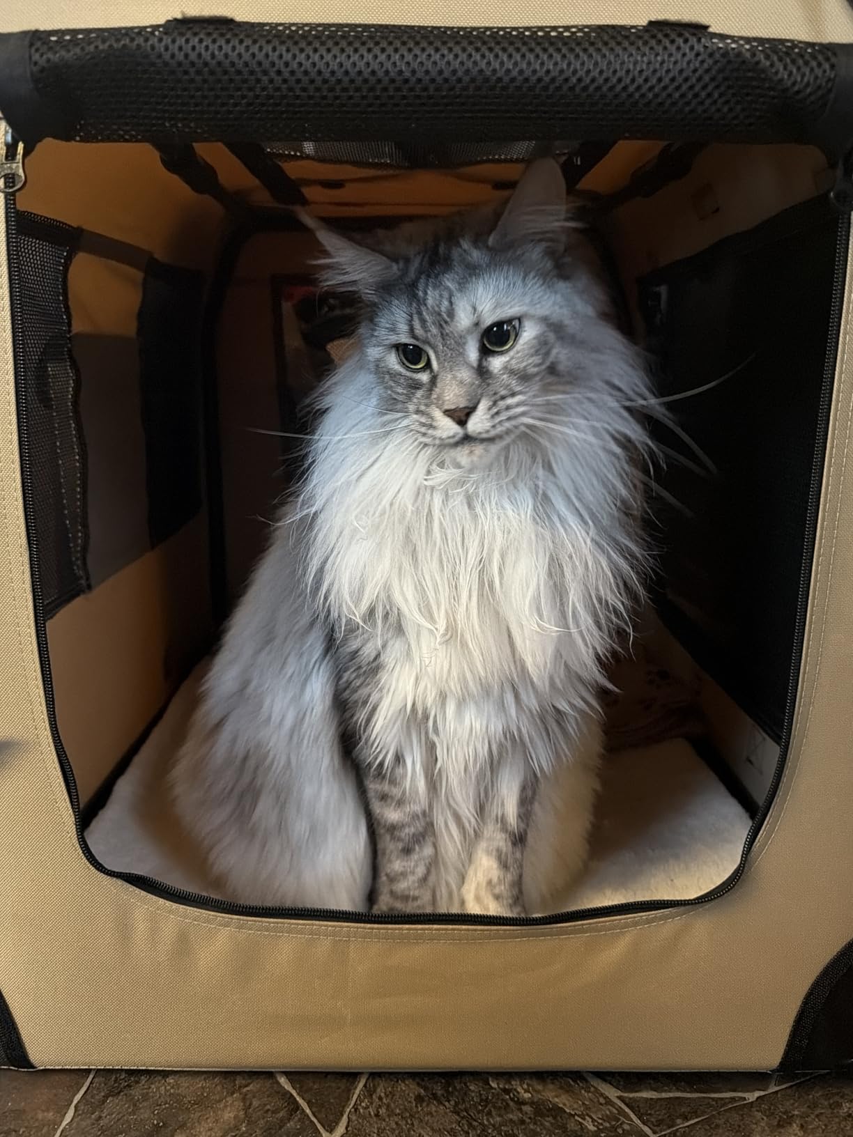 Petprsco Portable Collapsible Dog Crate, Travel Dog Crate 24x17x17 with Soft Warm Blanket and Foldable Bowl for Large Cats & Small Dogs customer photo 1