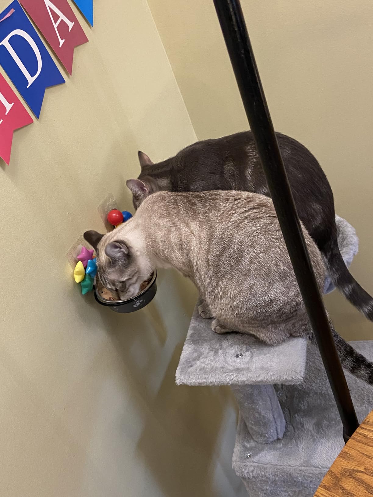 Tiki Cat Born Carnivore Indoor Health Dry Cat Food, Chicken & Turkey Meal, 6 lbs. Bag customer photo 1