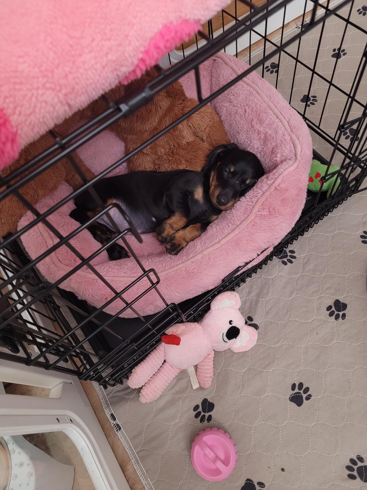 Amazon Basics Portable Metal Wire Dog Crate with Removable Tray, Single Door with Divider Panel, Foldable, Collapsible, 36