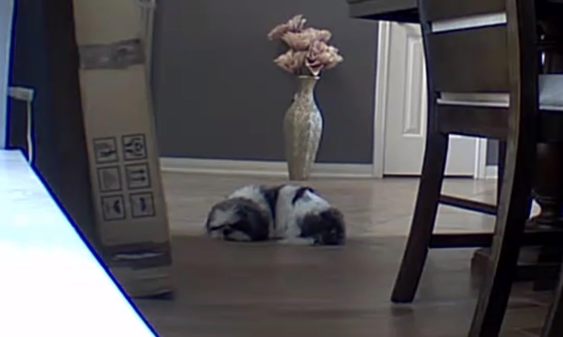 Blink Mini Pan-Tilt Camera (newest model), Rotating indoor plug-in smart security camera, two-way audio, HD video, motion detection, Works with Alexa (White) customer photo 2