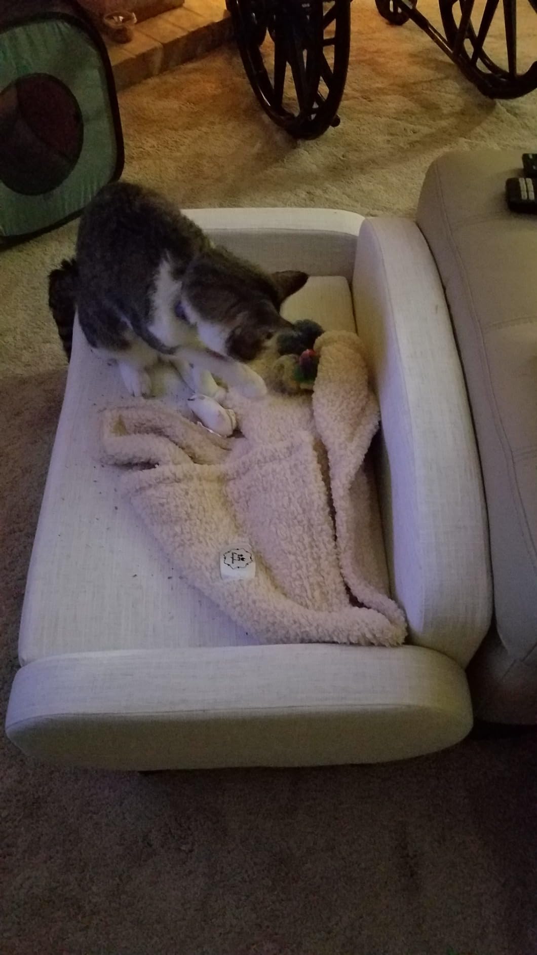 Paws & Purrs Cat Sofa Bed, Pet Couch for Indoor Cats Elevated Cat Beds with Removable Washable Mattress Cover for Kitten, Puppy or Small Animal- 31.5