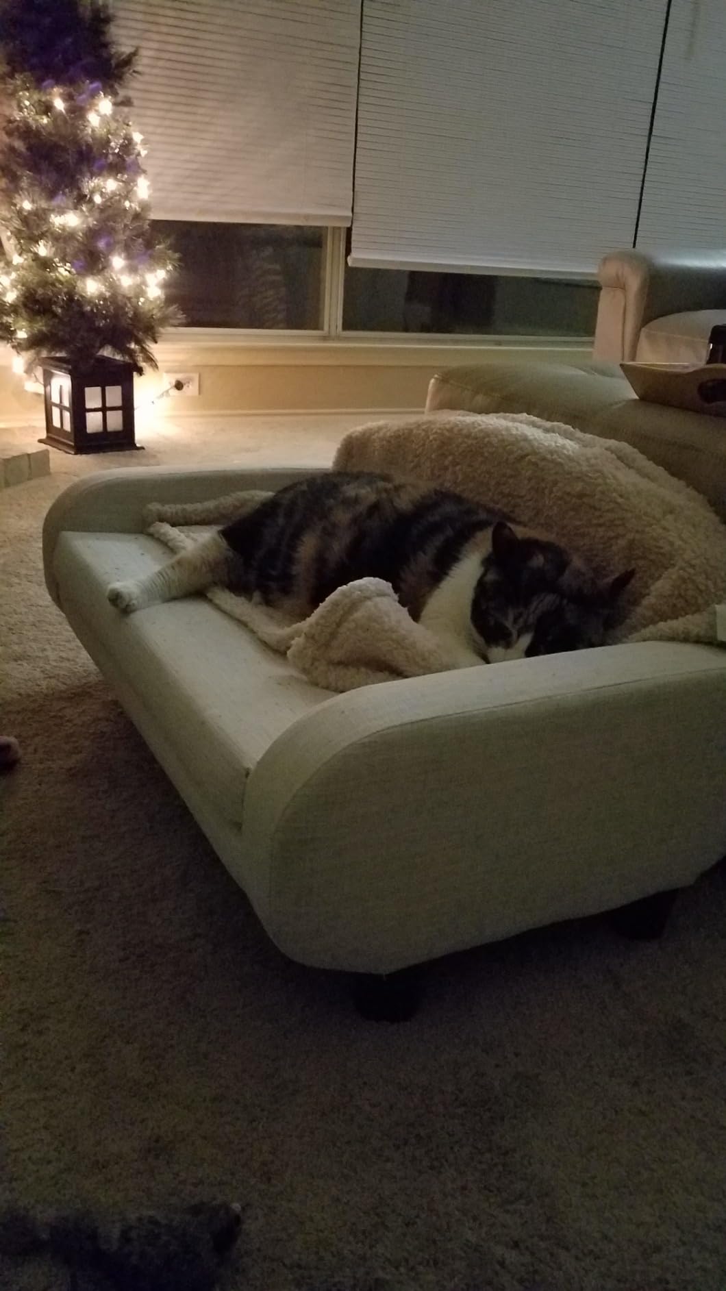 Paws & Purrs Cat Sofa Bed, Pet Couch for Indoor Cats Elevated Cat Beds with Removable Washable Mattress Cover for Kitten, Puppy or Small Animal- 31.5