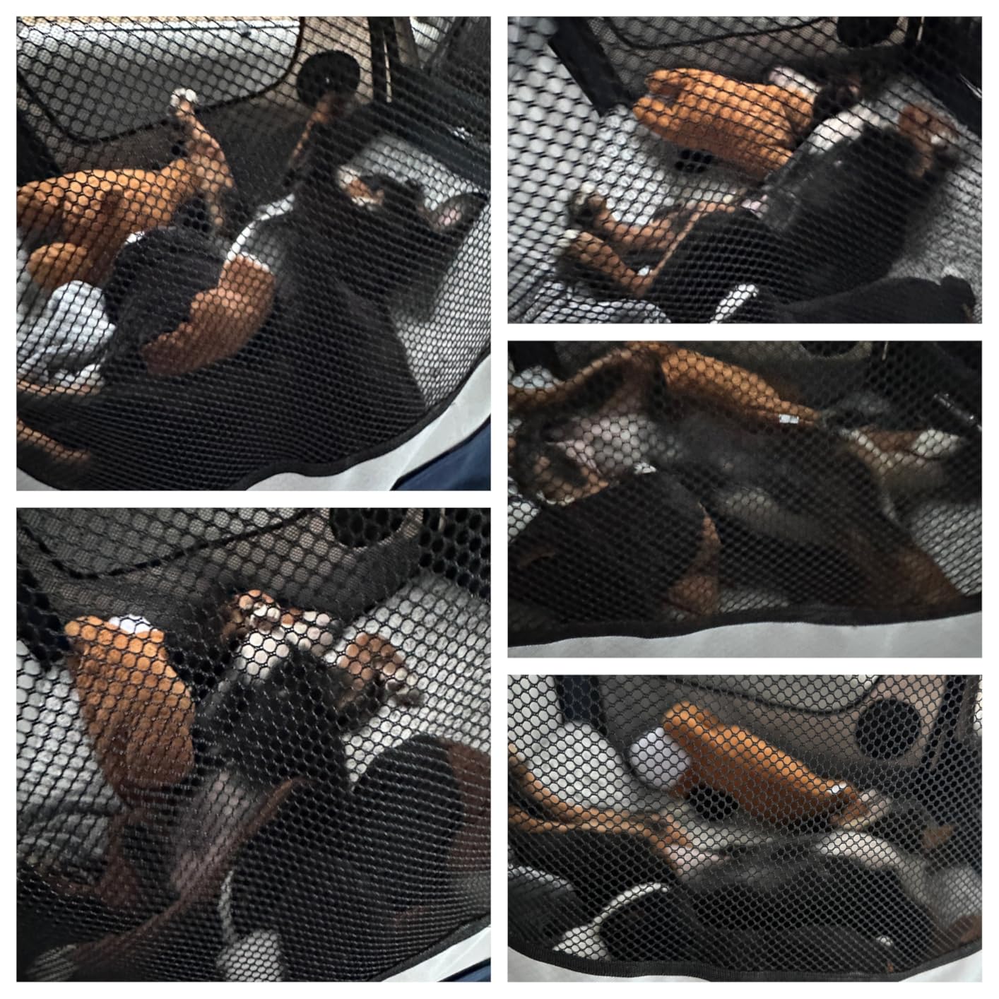 PetSafe Happy Ride Collapsible Travel Crate - Safe Travel Containment with Heavy Duty Aluminum Frame, Mesh Windows customer photo 1