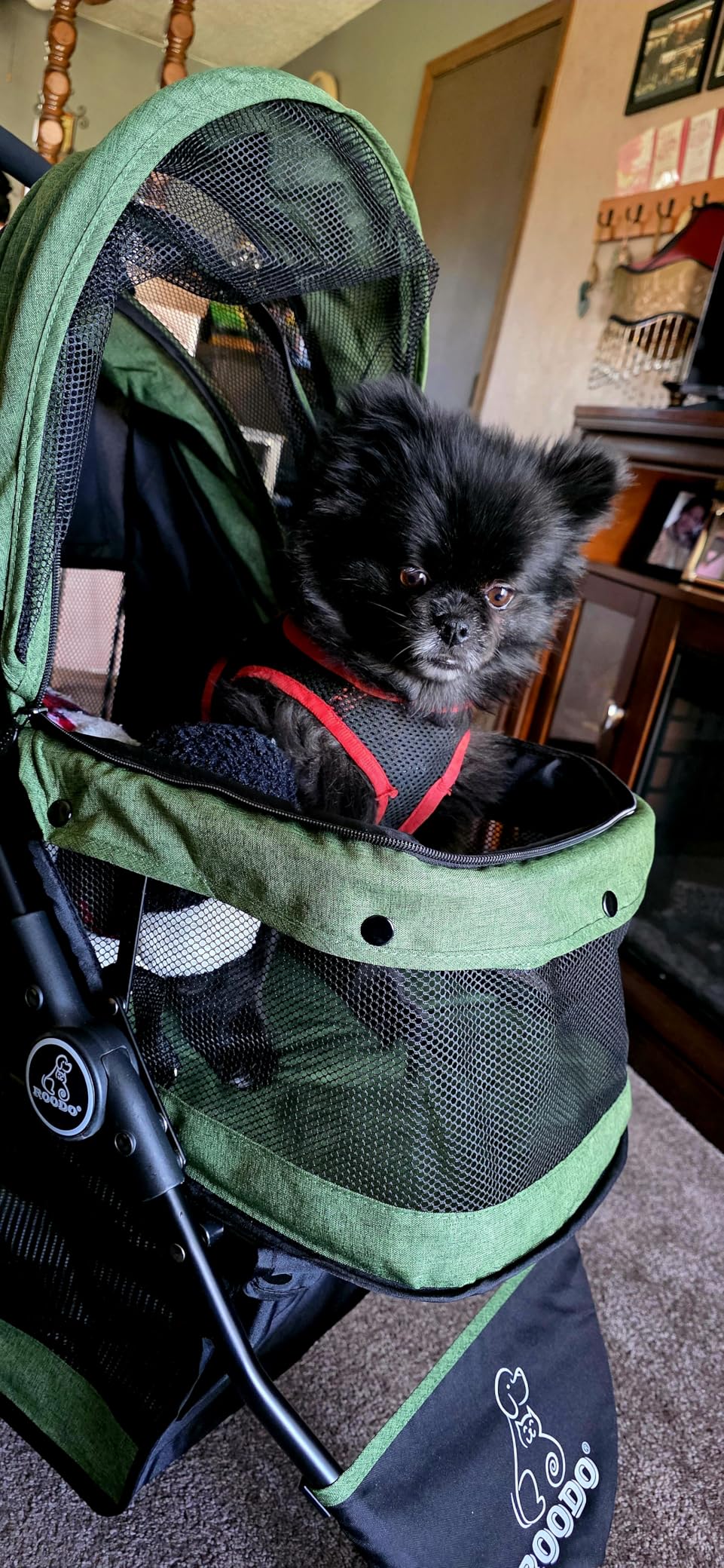 ROODO 3 Wheel Pet Stroller Best Lightweight Foldable Compact Portable Jogger All Terrain Travel Pet Gear Puppy Kitty Stroller for up to 30lbs Medium Small Dogs and Cats(Green) customer photo 2