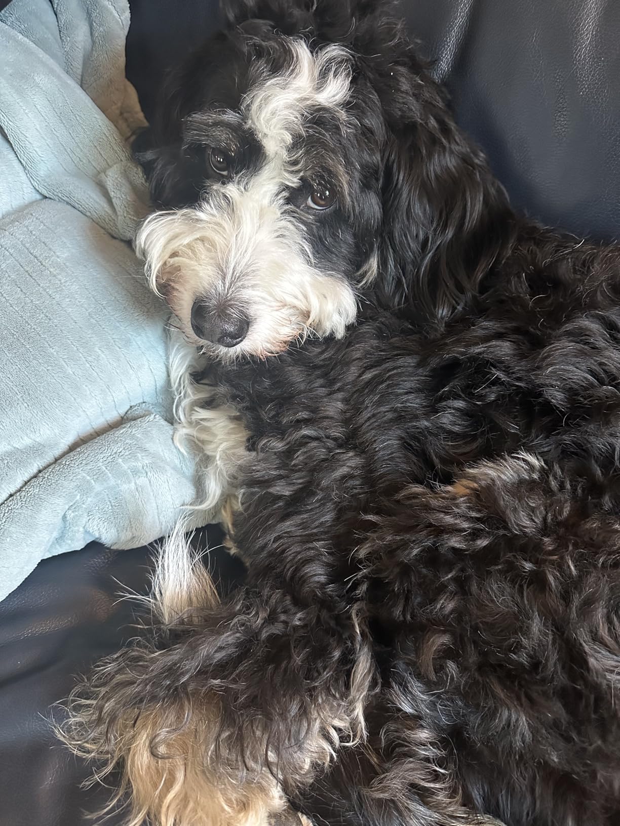 Royal Canin Size Health Nutrition Large Adult Dry Dog Food, 30 lb Bag customer photo 1