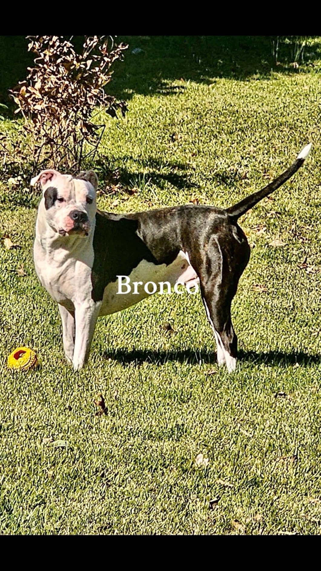 Royal Canin Size Health Nutrition Large Adult Dry Dog Food, 30 lb Bag customer photo 2