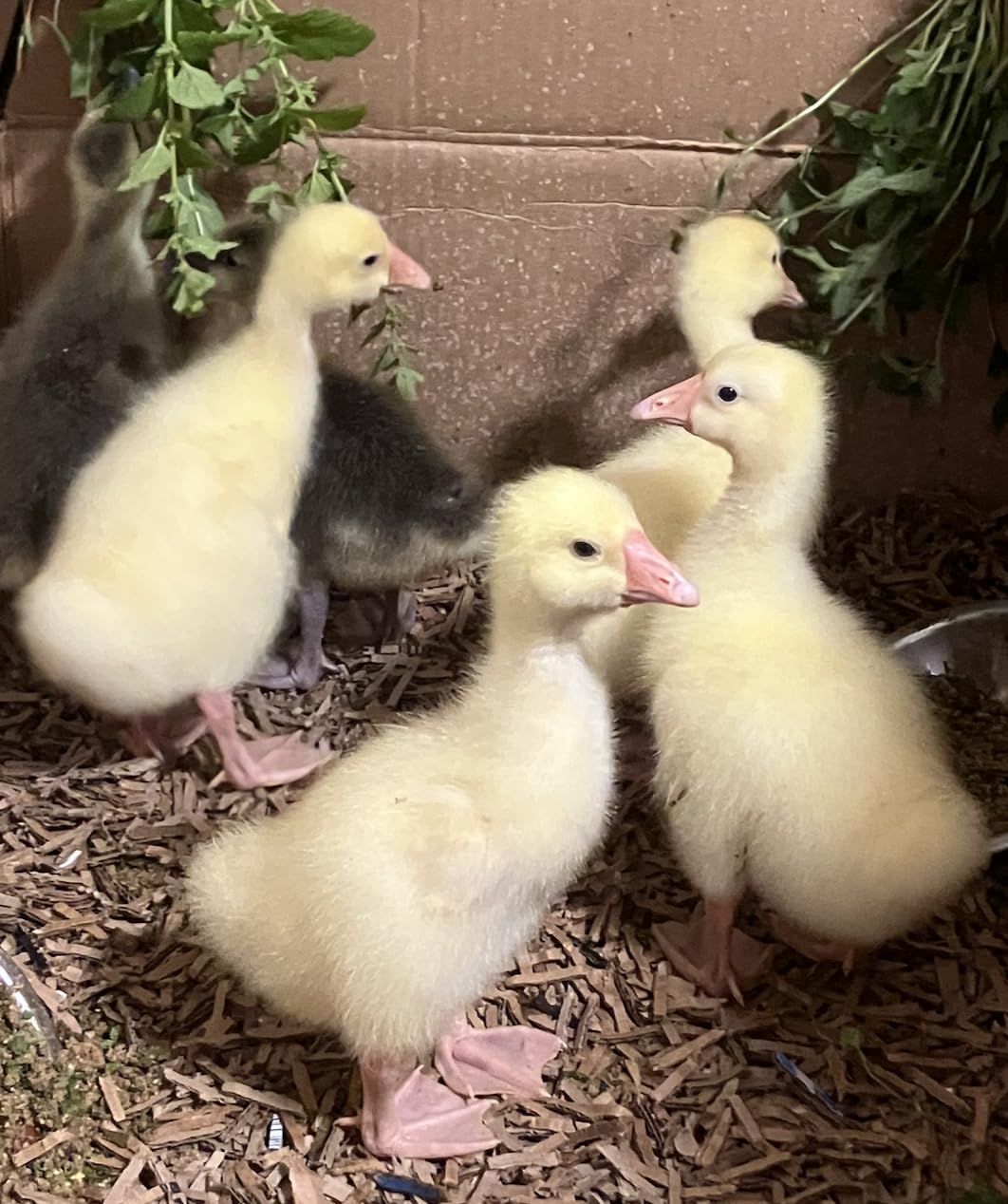 Amazon Basics 12-Sheet Cross-Cut Paper and Credit Card Shredder with Overheat Protection, Black (New Model) customer photo 1