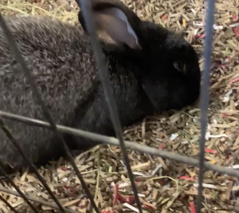 Amazon Basics 12-Sheet Cross-Cut Paper and Credit Card Shredder with Overheat Protection, Black (New Model) customer photo 2