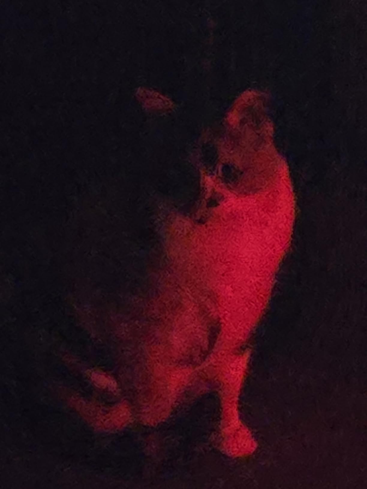 Skull & Co. Convex Thumb Grips Set: Skin, CQC Joystick Cap Analog Stick Cap for Steam Deck/OLED and ROG Ally - Black, 2 Pairs (4pcs) customer photo 1