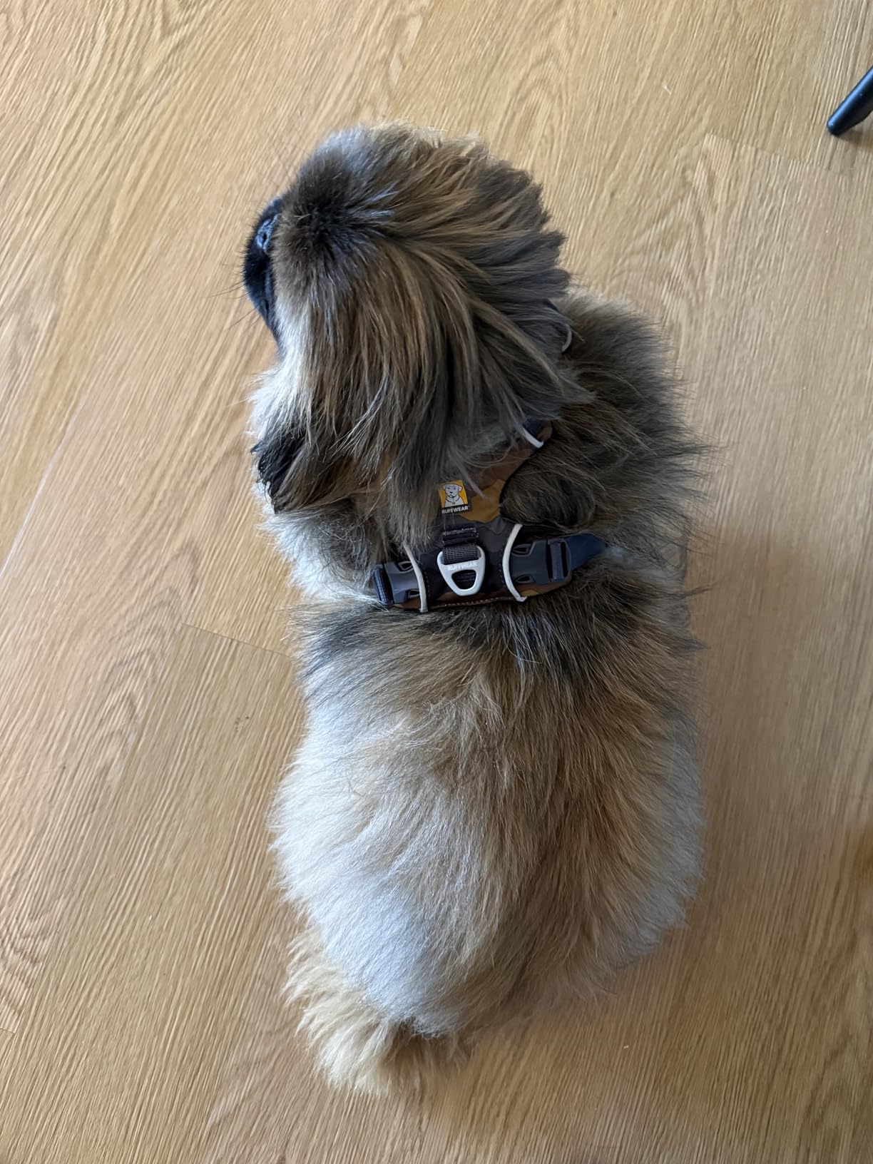 Ruffwear, Front Range Dog Harness, Reflective Soft Padded Everyday Harness with Dual Leash Clips, Adjustable and Lightweight Fit for Training or Walking for All Dogs, Spring Mountains, Large/X-Large customer photo 1