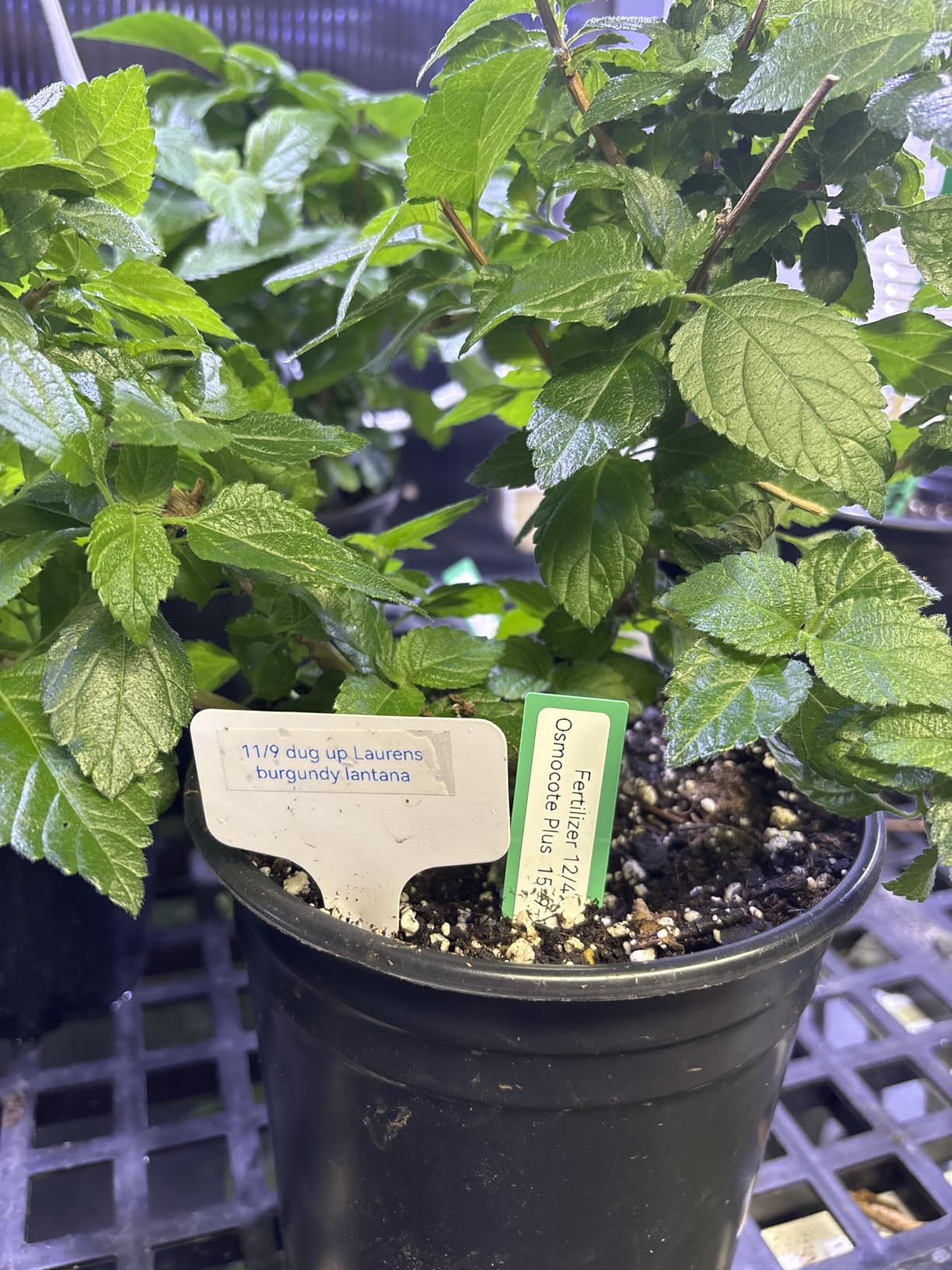 D110 Upgraded Version Mini Label Maker Machine with Tape, Portable Bluetooth Thermal Printer, Sticker Labeler with Multiple Templates for Office Organization Home Kitchen School, White customer photo 1