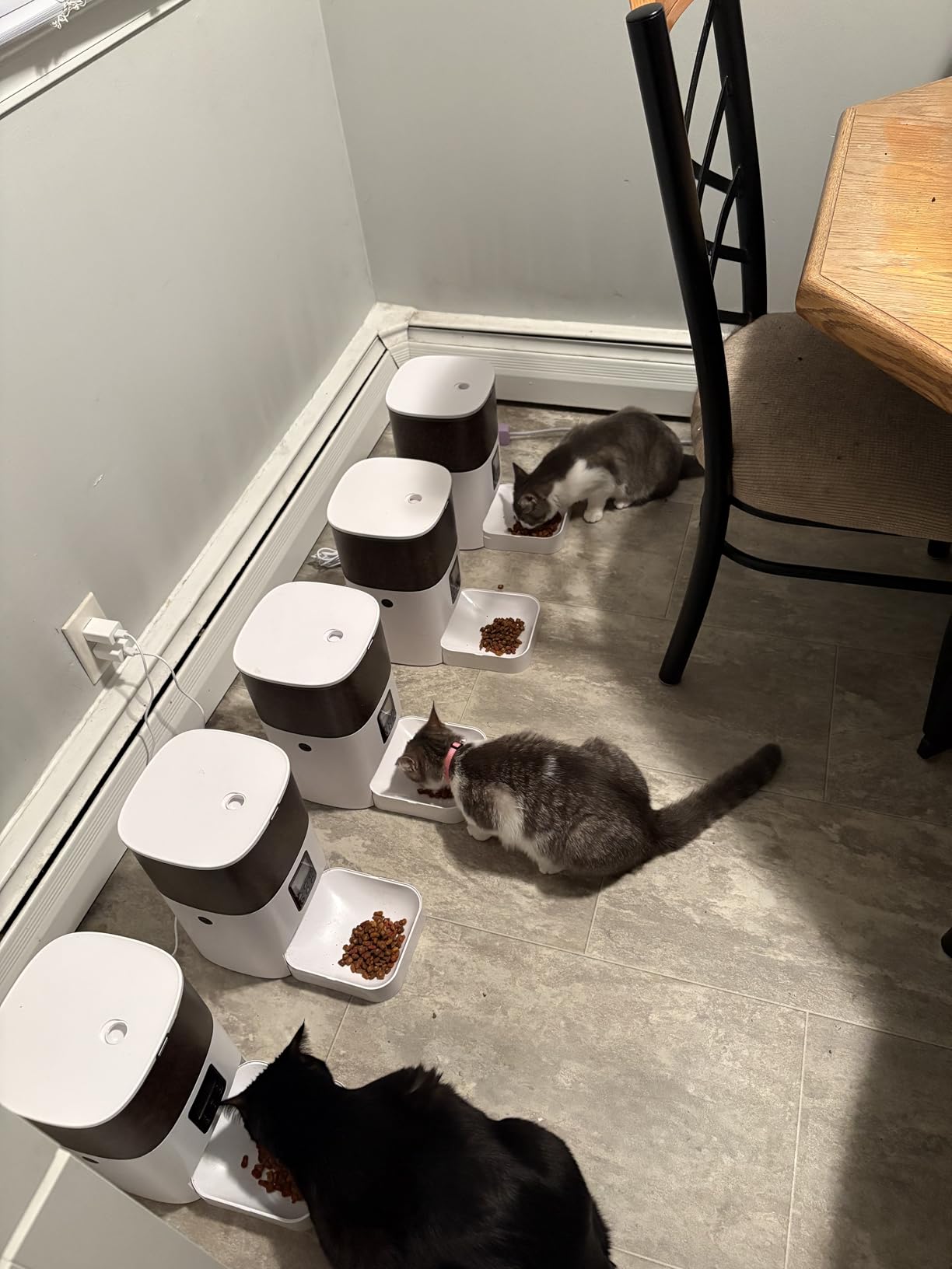 Automatic Cat Feeder, 4L Cat Food Dispenser with 10s Voice Recorder, Pet Feeder up to 8 Meals per Day, Timed Dog Feeder with Dry Food Sealed Ring (White, 4L-Basic) customer photo 2