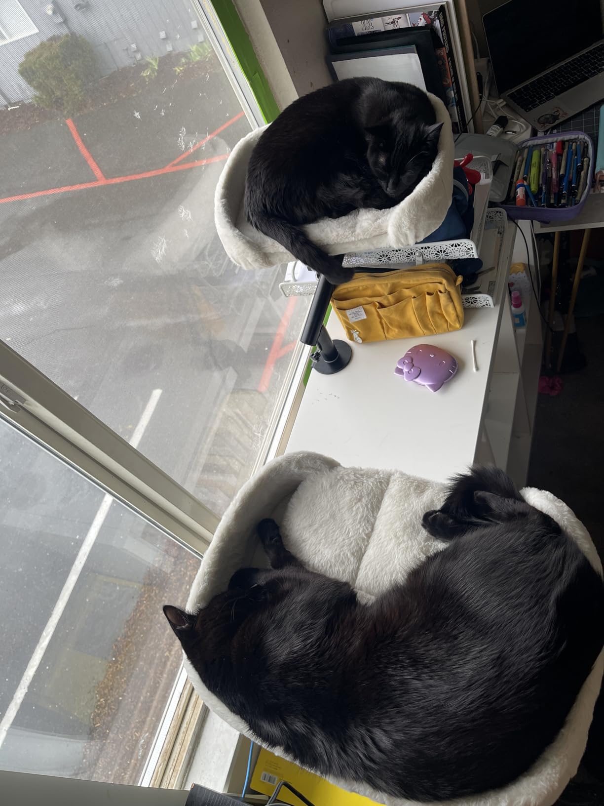 PAWZ Road Cat Desk Bed for Indoor Cats, Cat Bed for Desk Supports Up to 50 lbs, 360° Rotation & Adjustable, Nest Desktop Attachment Cats Hammock for Table customer photo 1