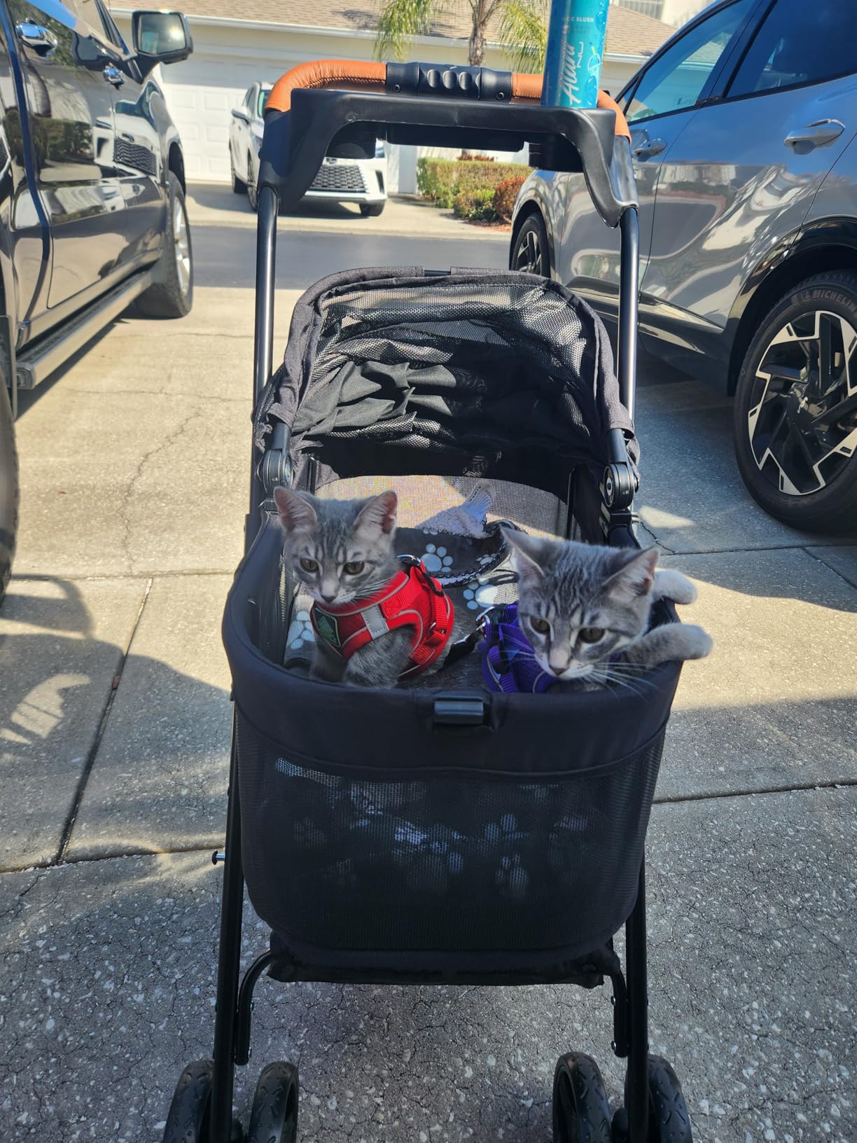 3 in 1 Pet Stroller with Removable Carrier, Folding Stroller for Small/Medium Dogs and Cats, Waterproof, All-Terrain, with Sun Shades, Car Seat customer photo 1