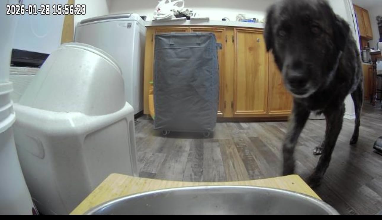 Automatic Dog Feeder Large Breed with Camera - 12L/50 Cups 5G WiFi App Control Dog Food Dispenser, Easy Setup, HD 1080P Video with Night Vision by Yakry customer photo 2