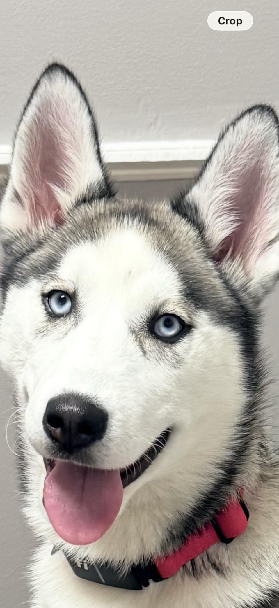 New Fi Series 3+ Smart Dog Tracker Collar [6 Month Membership Included] GPS Tracker for Dogs with Health & Behavior Monitoring, Escape Alerts, Waterproof, LED, Apple Watch Compatible (Gray, Medium) customer photo 1