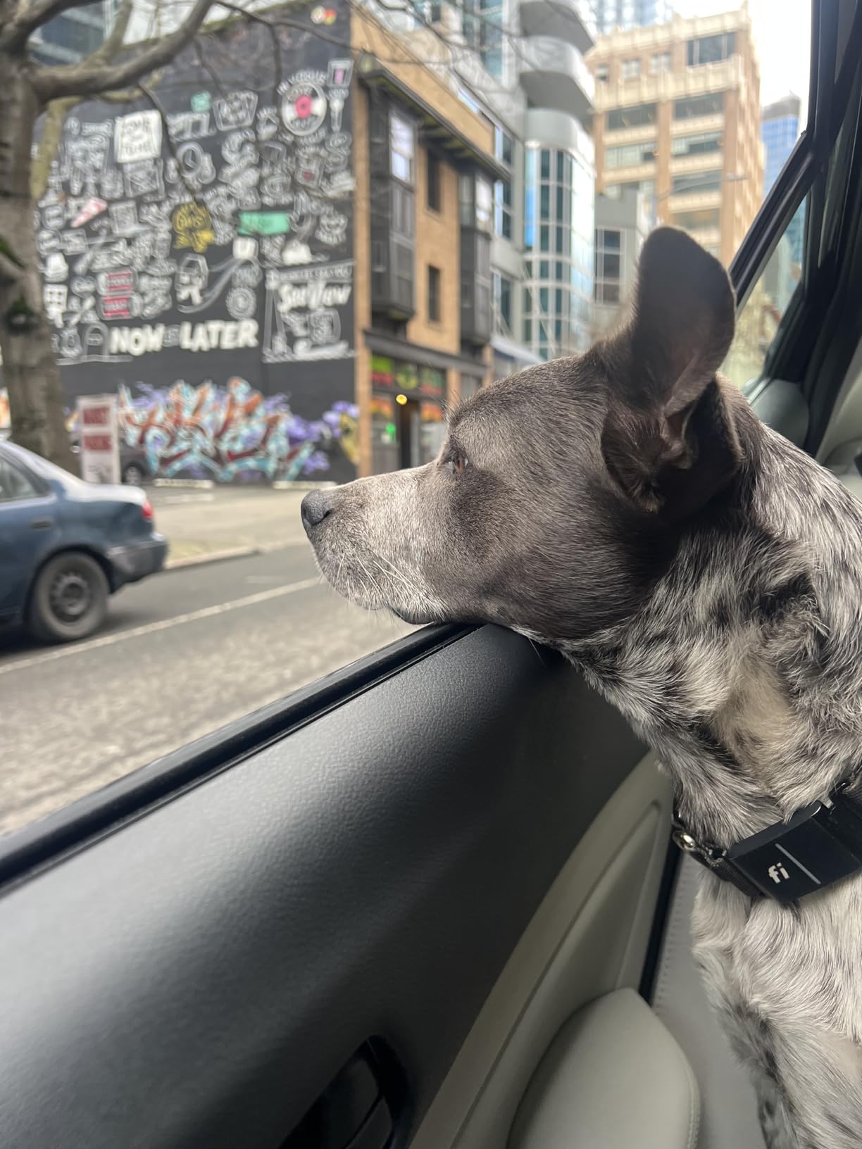 New Fi Series 3+ Smart Dog Tracker Collar [6 Month Membership Included] GPS Tracker for Dogs with Health & Behavior Monitoring, Escape Alerts, Waterproof, LED, Apple Watch Compatible (Gray, Medium) customer photo 2