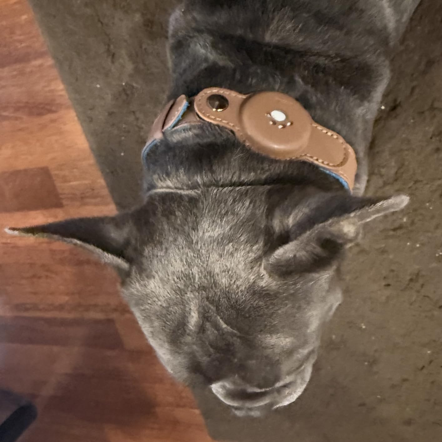 2-in-1 GPS Tracker for Dogs: Smart Collar with Real-Time Location, No Monthly Fee, Unlimited Range (iOS Only) GPS Tracker Dog Collar- Ideal for Small, Medium Large Dogs(Tracker Included)(Green) customer photo 1