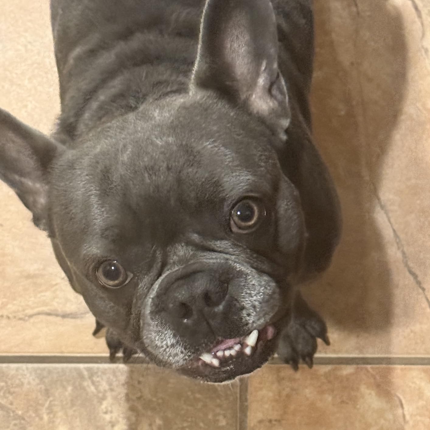 2-in-1 GPS Tracker for Dogs: Smart Collar with Real-Time Location, No Monthly Fee, Unlimited Range (iOS Only) GPS Tracker Dog Collar- Ideal for Small, Medium Large Dogs(Tracker Included)(Green) customer photo 2