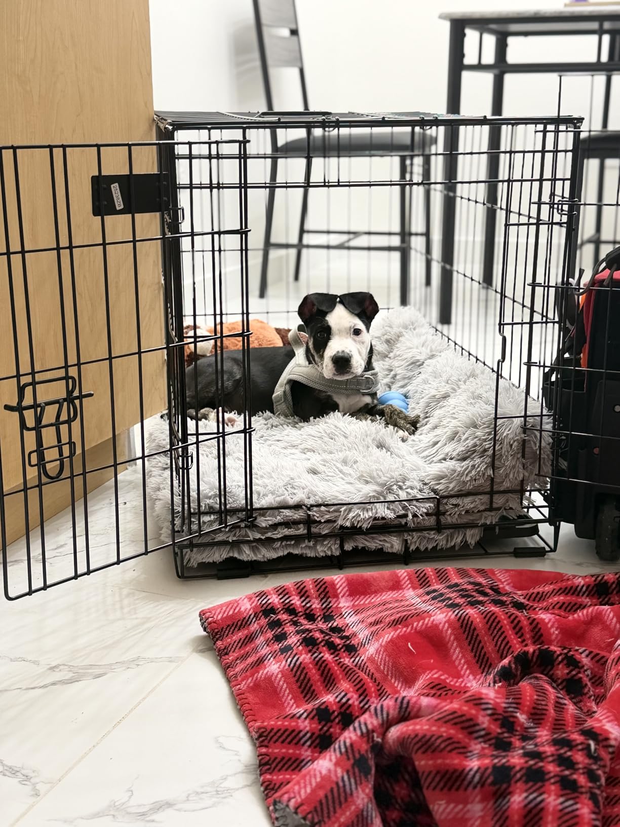 MidWest Homes for Pets 36-Inch iCrate for Medium-Large Breeds, 41-70 lbs, Single Door Folding Dog Crate with Divider Panel, Leak-Proof Tray & Secure Latches customer photo 1