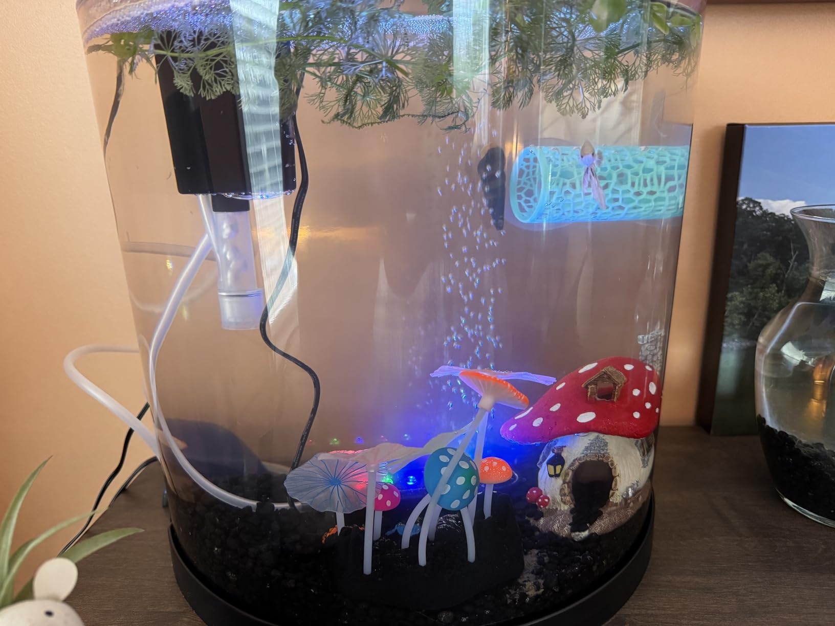 Tetra 3 Gallon Small Fish Tank, Aquarium Starter Kit, with Filter, Air pump, & Color Changing Light, Half Moon shape, for Gold Fish & Betta customer photo 2