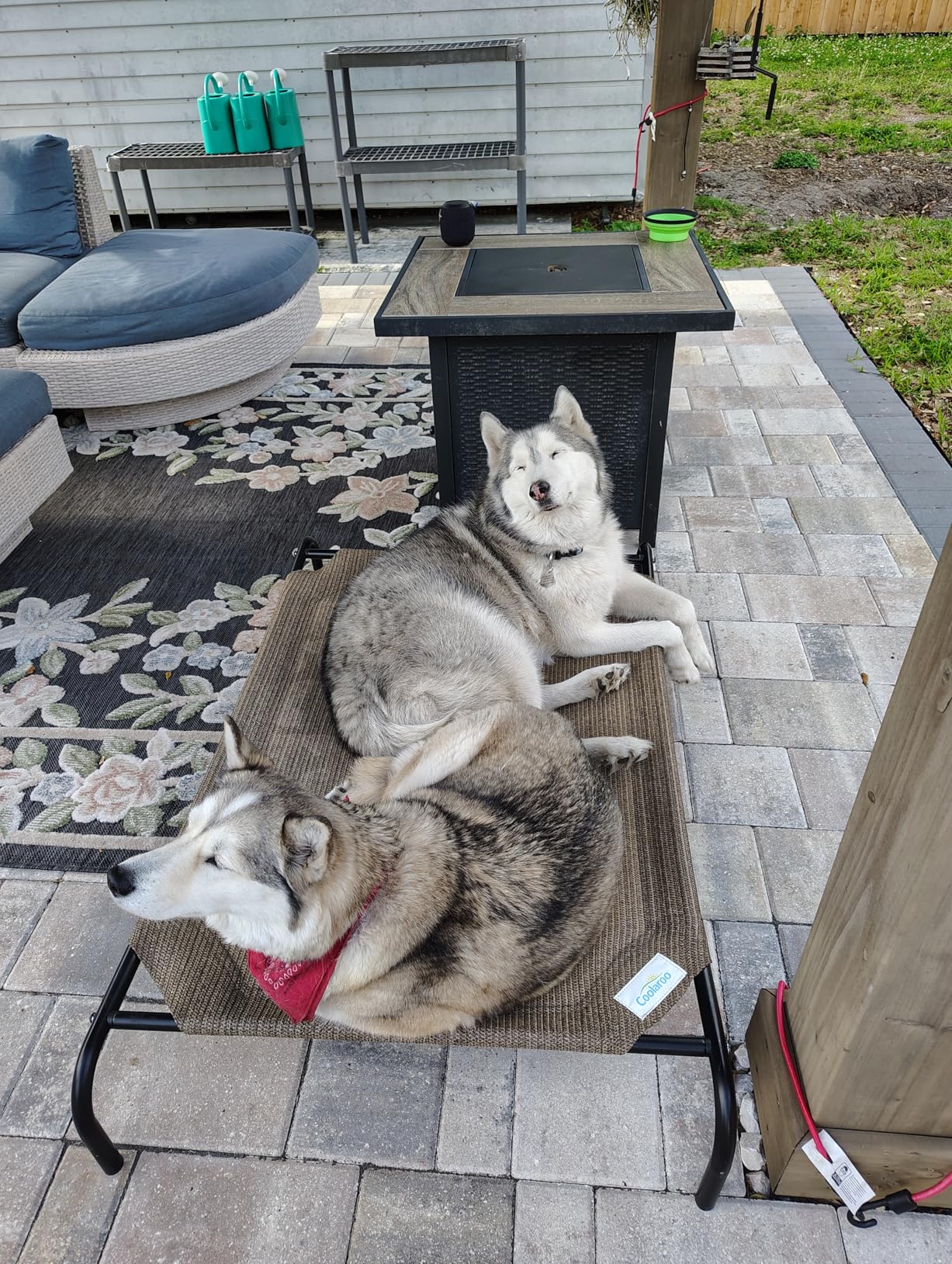 Coolaroo Original Elevated Dog Bed - Breathable Off-The-Ground Pet Bed with Cooling Fabric, Joint Relief & Moisture-Resistant Fabric, 100% Recyclable, Easy Clean, Nutmeg, Large customer photo 1