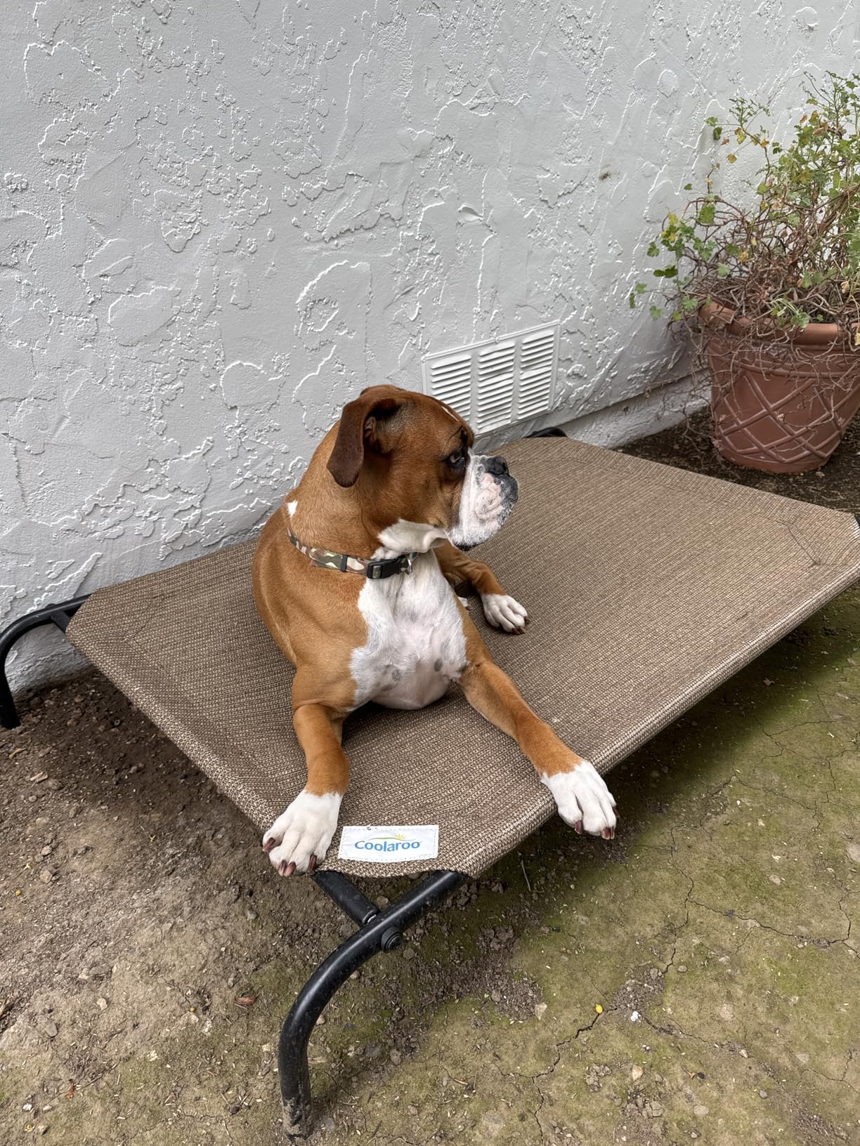 Coolaroo Original Elevated Dog Bed - Breathable Off-The-Ground Pet Bed with Cooling Fabric, Joint Relief & Moisture-Resistant Fabric, 100% Recyclable, Easy Clean, Nutmeg, Large customer photo 2