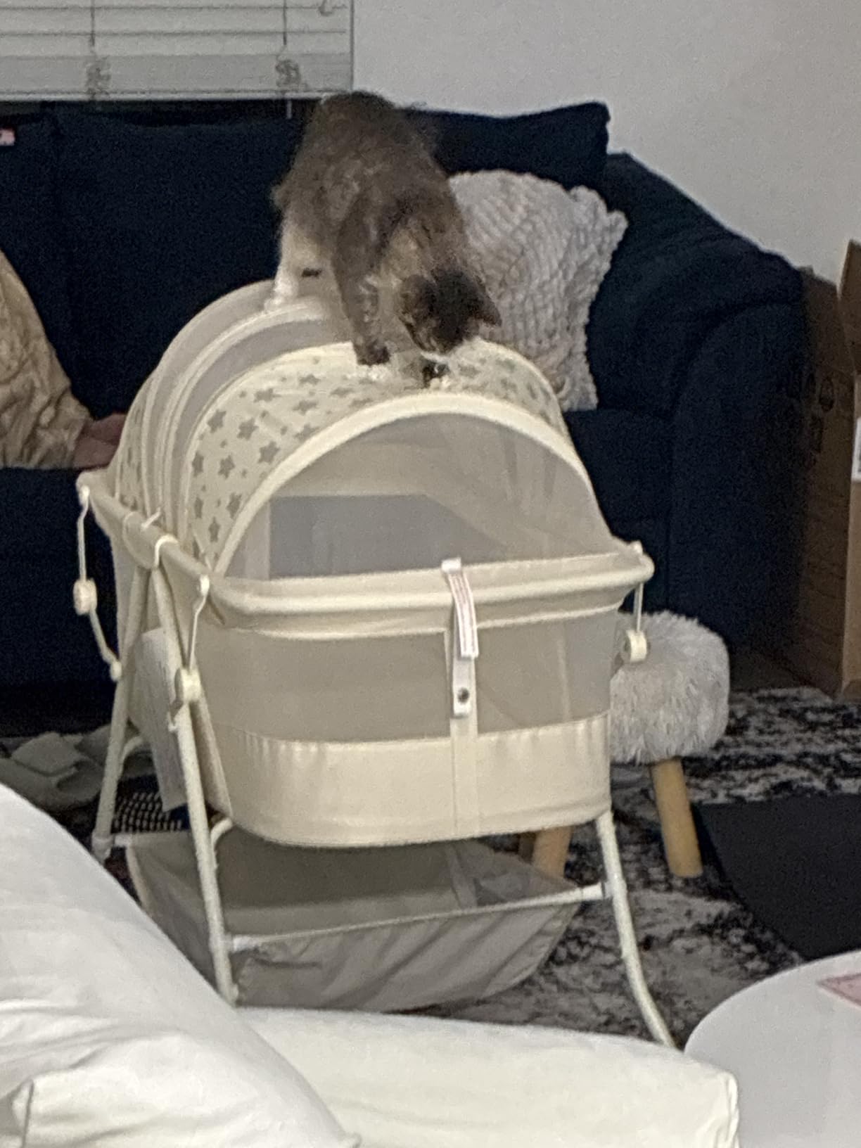 Dream On Me Karley Bassinet, Award Winner Lightweight Travel Baby Bassinet, Foldable Bedside Sleeper, Adjustable Double Canopy, Spacious Design, Soft Fabric, Storage Basket customer photo 2