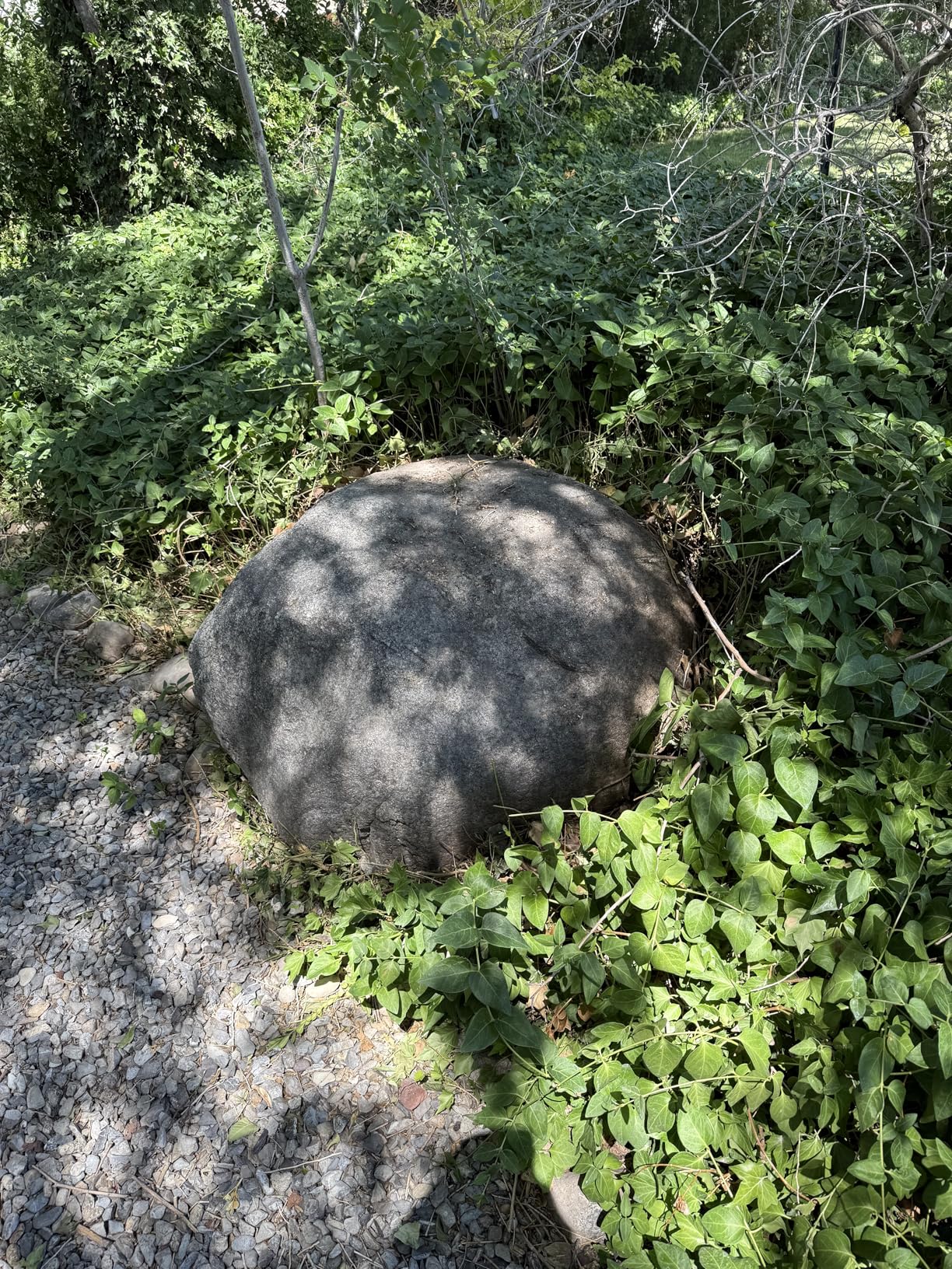 BLACK+DECKER Electric Hedge Trimmer, 17-Inch Corded 3.2 Amp, Dual Action, Reduced Vibration (BEHT150) customer photo 1