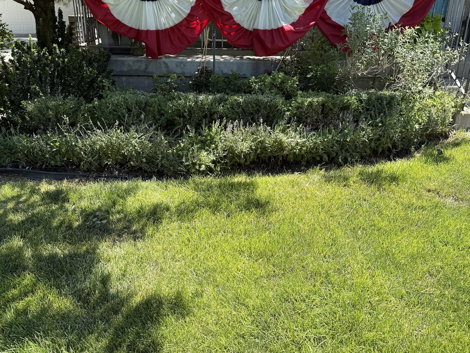 BLACK+DECKER Electric Hedge Trimmer, 17-Inch Corded 3.2 Amp, Dual Action, Reduced Vibration (BEHT150) customer photo 2