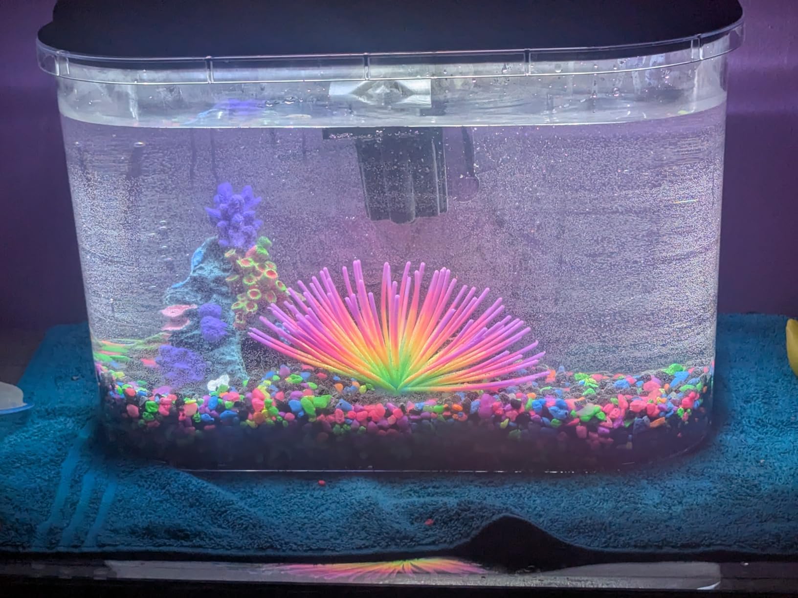 Koller Products 5-Gallon Aquarium Kit with LED Lighting and Power Filter, Ideal for a Variety of Tropical Fish customer photo 2