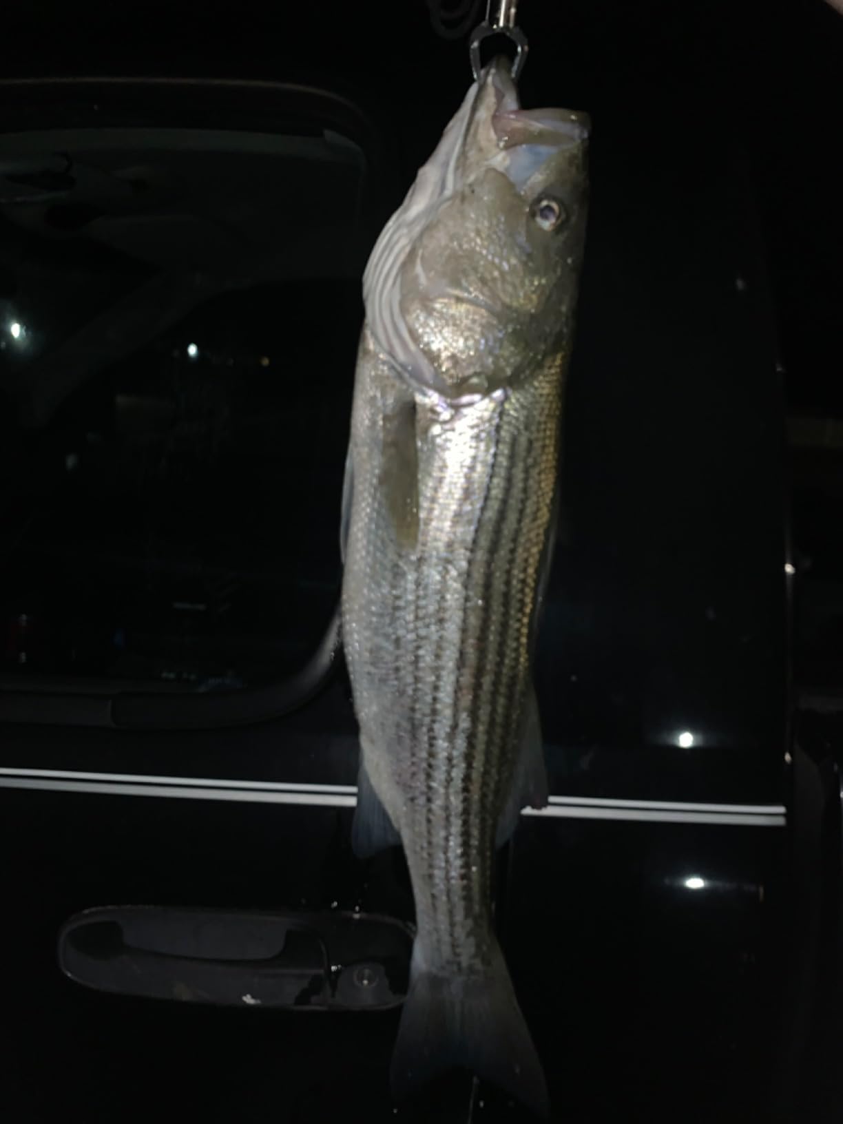 Berkley Big Game Spinning Fishing Rod customer photo 1