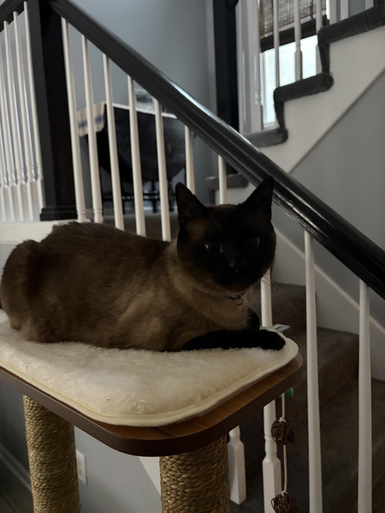 Vesper Cat Tree, High Base, Walnut, 52045 customer photo 2