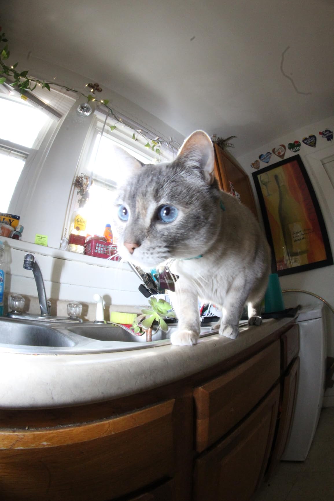 Meike 8mm f/3.5 Ultra Wide Angle Manual Focus APS-C Rectangle Fisheye Lens for Canon EF Mount Cameras customer photo 2