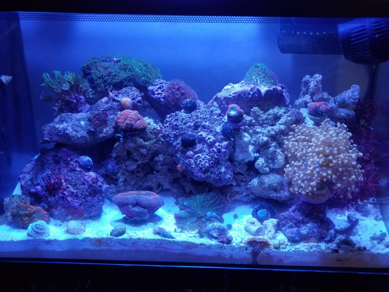 Fluval Evo XII Saltwater Aquarium Kit, 13.5 Gal. - Reef-Capable LED, 3-Stage Filtration customer photo 2