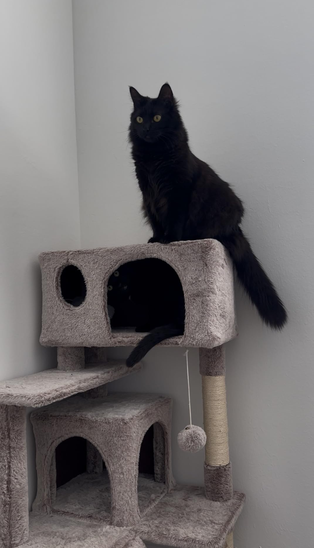 Yaheetech 54in Cat Tree, Multi-Level Cat Tower with Spacious Kitten-ear Perch, 2 Cozy Caves, Scratching Posts, Climbing Ladder, 2 Plush Balls, Durable Pet House Furniture for Indoor Kittens, Dark Gray customer photo 1