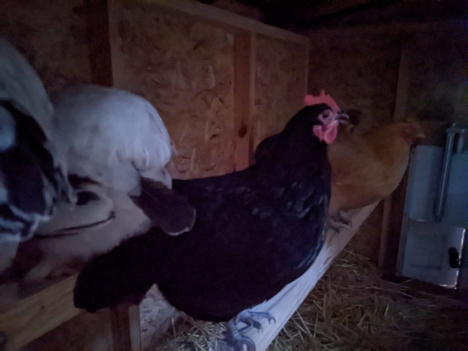 OverEZ Classic Large Chicken Coop for Up to 15 Chickens - Nesting Box - Made in USA customer photo 2