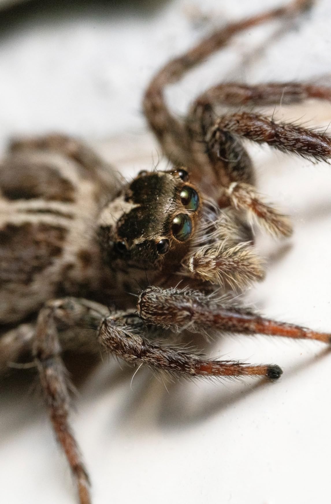 Laowa 100mm f/2.8 2X Ultra Macro APO SLR Macro Lens (Sony E) customer photo 1