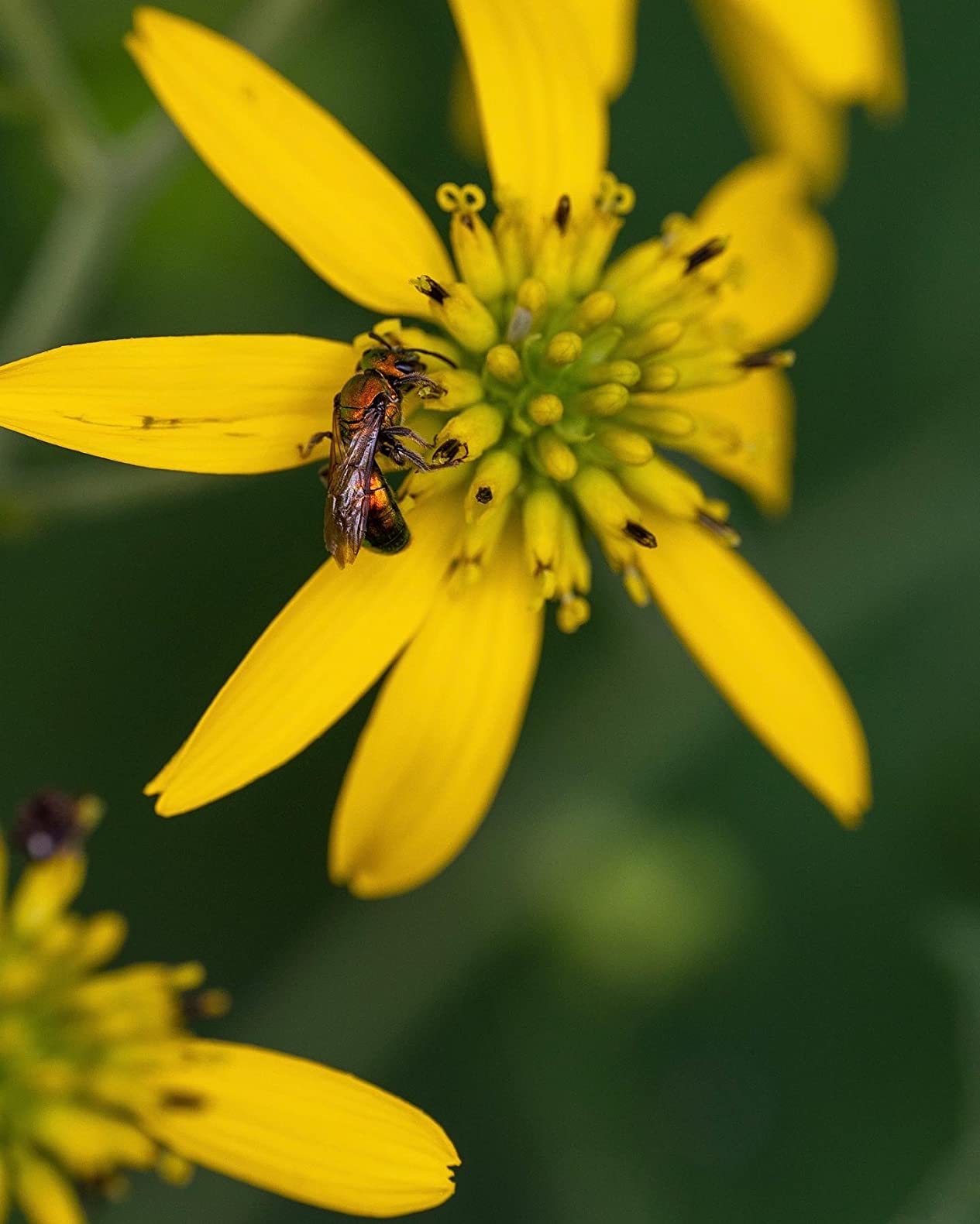 Sigma 105mm F2.8 DG DN Macro Art Lens (Sony E-Mount) customer photo 2