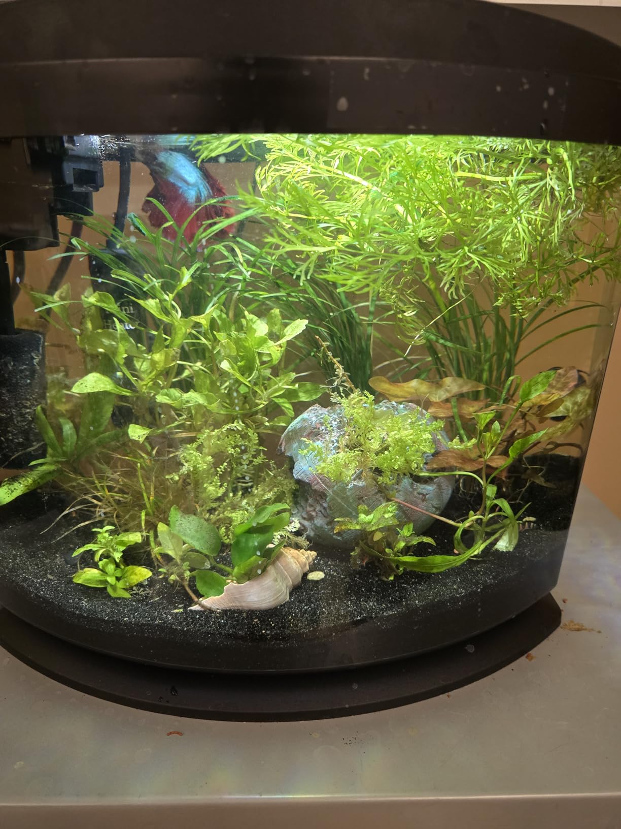 Aqueon LED MiniBow Small Aquarium Fish Tank Kit with SmartClean Technology, Black, 5 Gallon customer photo 2