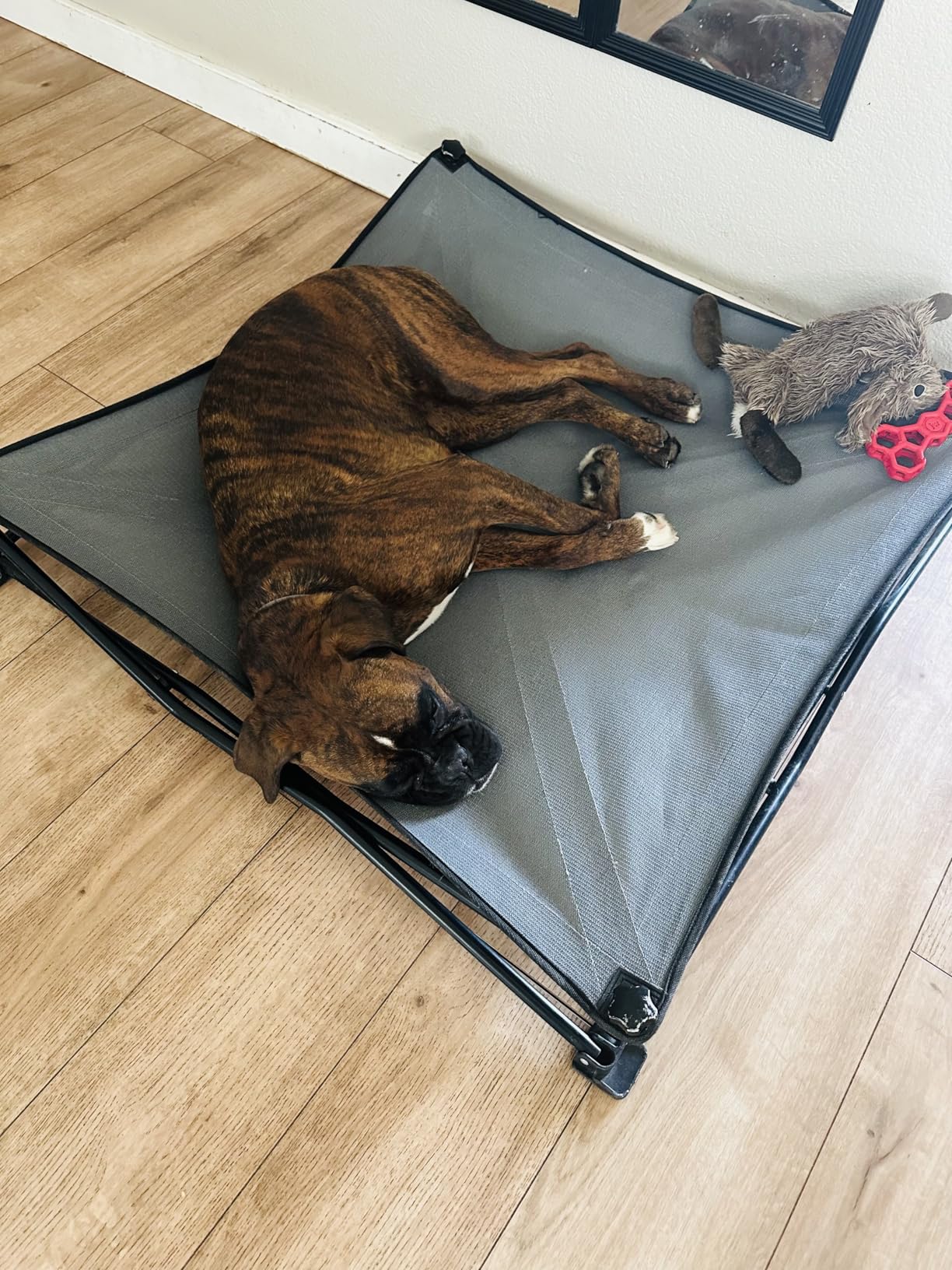 Coolaroo On-The-Go Elevated Dog Bed - Foldable Pop-Up Travel Dog Bed with Breathable, Moisture-Resistant Fabric, Carry Bag Included, Lightweight & Portable, Steel Gray, Large customer photo 1