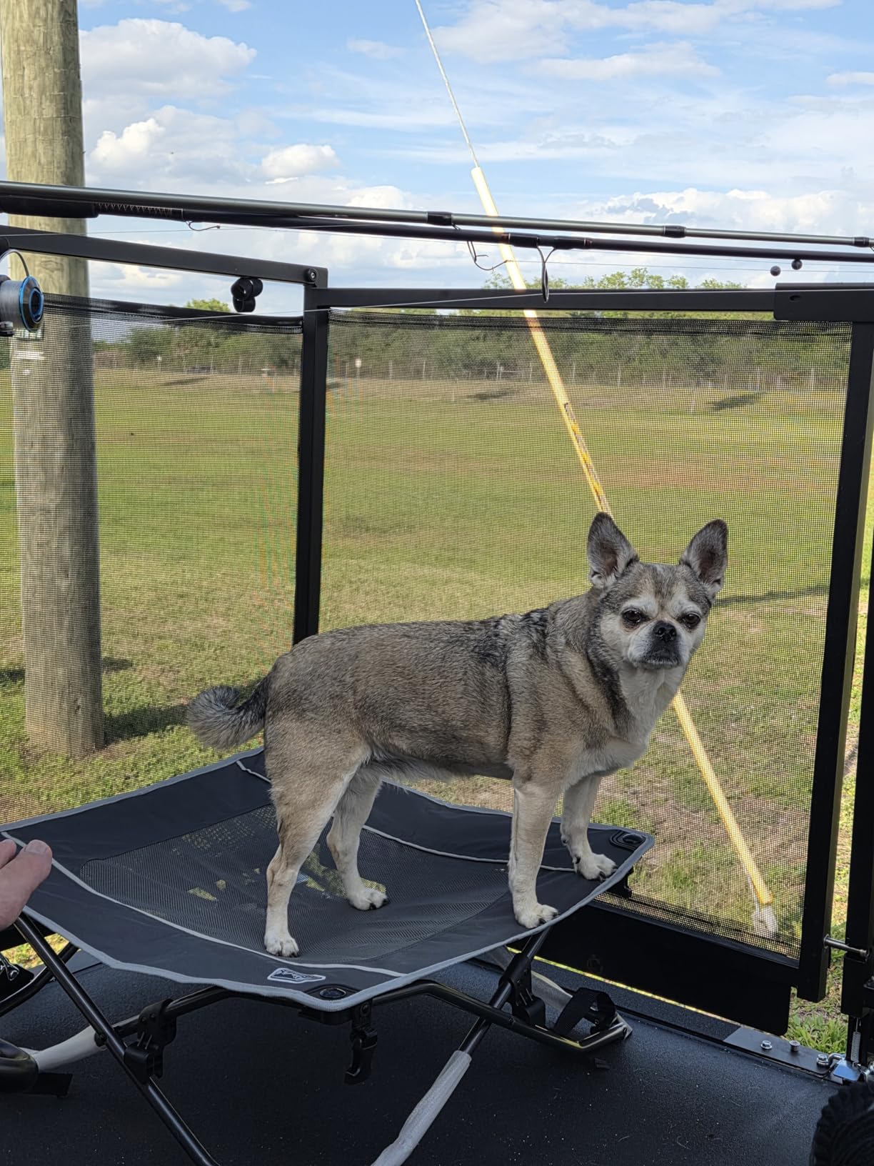 TIMBER RIDGE Outdoor Dog Bed, Cooling Elevated Pet Bed Portable Raised Dog Bed with Breathable Mesh, Dog Bed Foldable Dog Cot for Indoor & Outside, Grey customer photo 1