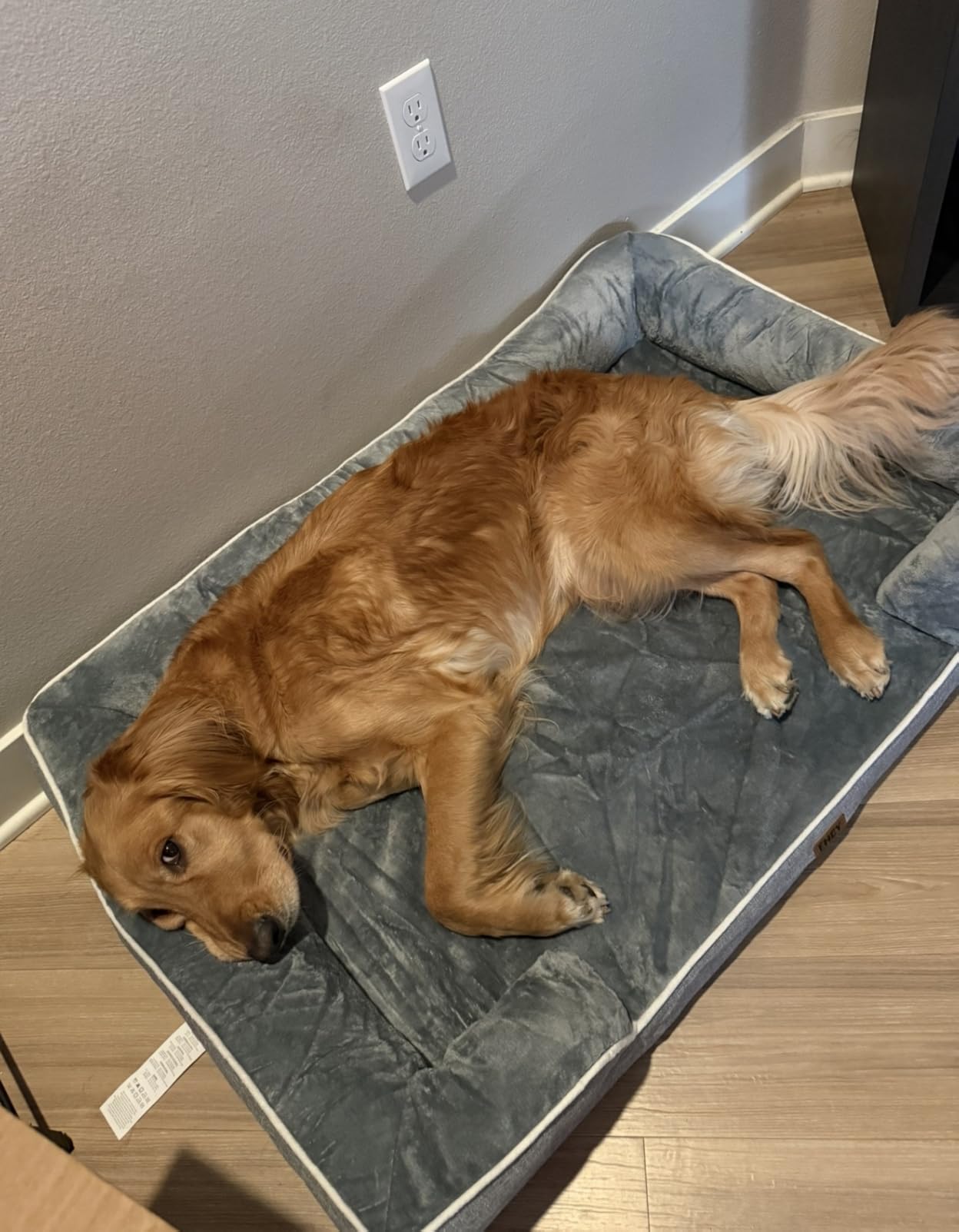 EHEYCIGA Orthopedic Dog Beds for Extra Large Dogs 44x32Inch, Waterproof Memory Foam XL Pet Bed with Sides, Non-Slip and Egg-Crate Foam Big Dog Couch Bed with Washable Removable Cover, Grey customer photo 2