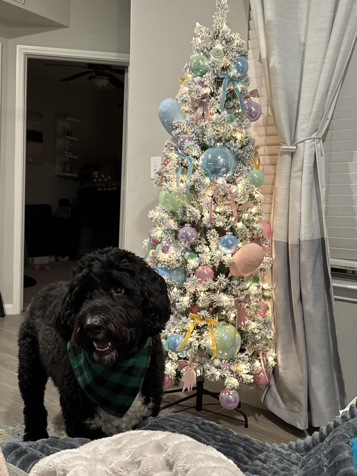 National Tree Company 6 ft Pre-Lit Flocked Acacia Slim Artificial Christmas Tree, 250 Clear Lights, 512 Tips, Includes Stand, Green customer photo 1